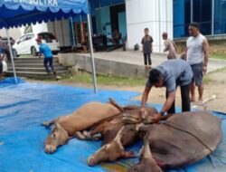 Momen Idul Adha 1443 H, Bank Sultra Salurkan 28 Ekor Sapi di Kabupaten dan Kota se Sulawesi Tenggara