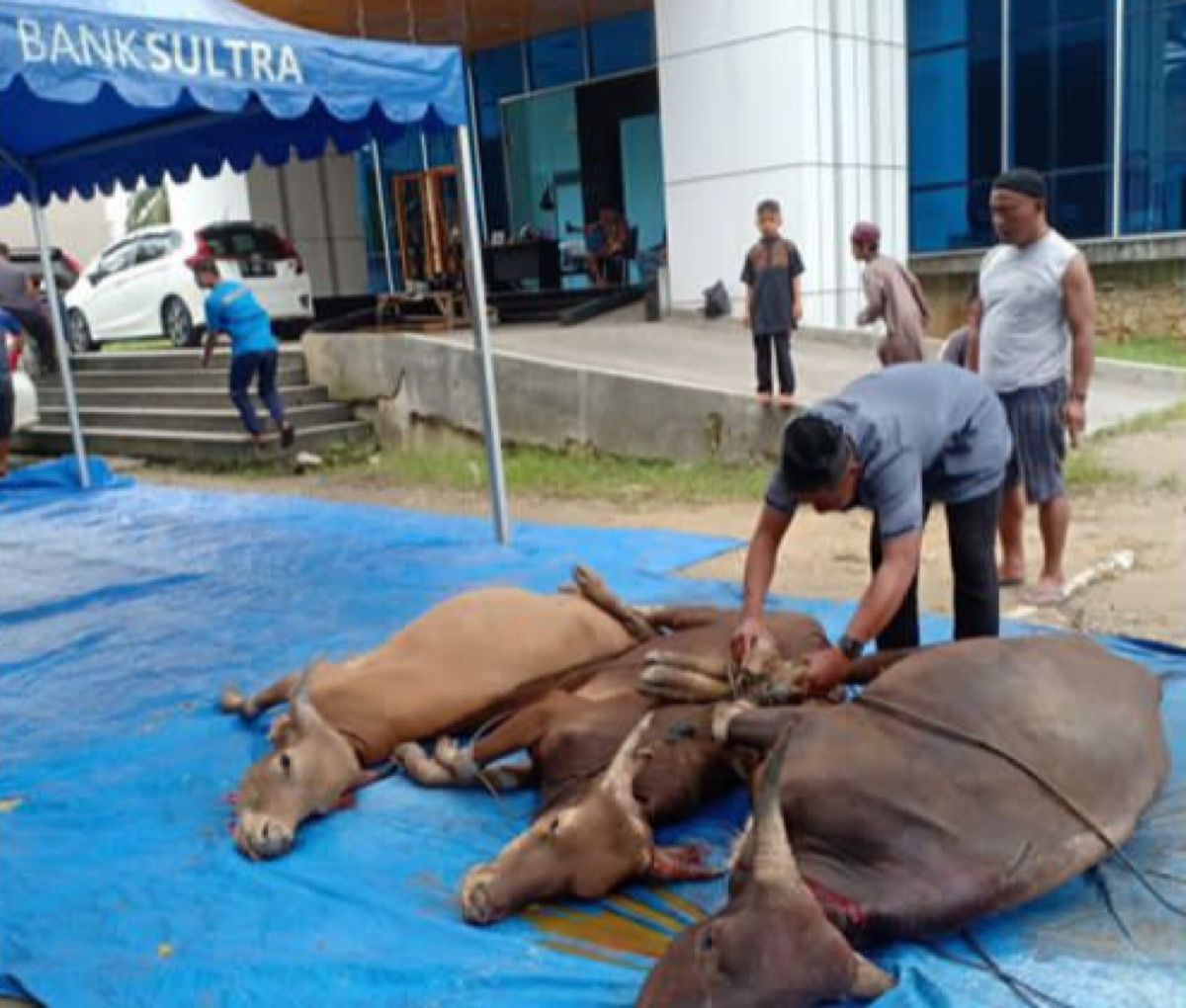 Bank Sultra Salurkan 28 Ekor Sapi di Kabupaten dan Kota se Sulawesi Tenggara. Foto: Istimewa.