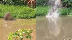 Jaring Ikan, Pria Ini Diterkam Buaya di Sungai Wunggoloko Koltim. Foto: Istimewa.