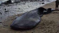 Hiu Paus Sepanjang 6 Meter Ditemukan Mati Terdampar di Pantai Pakue Utara Kolut. Foto: Istimewa.