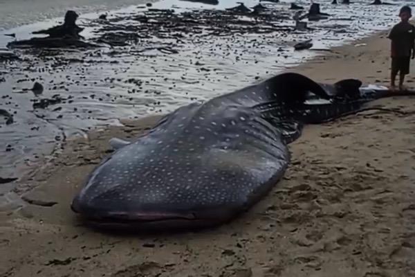 Hiu Paus Sepanjang 6 Meter Ditemukan Mati Terdampar di Pantai Pakue Utara Kolut. Foto: Istimewa.