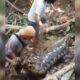 Ngeri! Ular Berukuran Besar di Kendari Ditemukan Kekenyangan Usai Telan Anak Sapi. Foto: Istimewa.