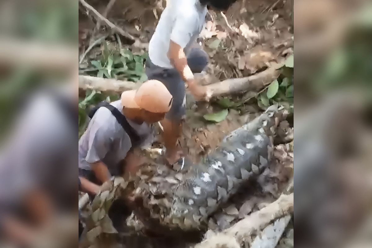 Ngeri! Ular Berukuran Besar di Kendari Ditemukan Kekenyangan Usai Telan Anak Sapi. Foto: Istimewa.