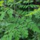 Daun Kelor: Superfood Lokal Kaya Kalsium dan Antioksidan. Foto: istimewa.