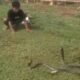 Nekat! Warga Mubar Tangkap Ular Kobra Sepanjang 2 Meter Dengan Tangan Kosong. Foto: istimewa.