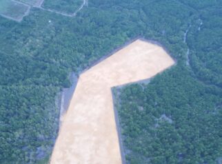 3 Hektare Mangrove Dibabat untuk Rumah Pribadi Gubernur ASR, DLHK Kendari Disorot Dinilai Tebang Pilih. Foto: Istimewa.